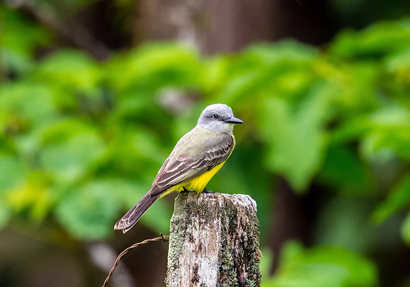 Tropical Kingbird