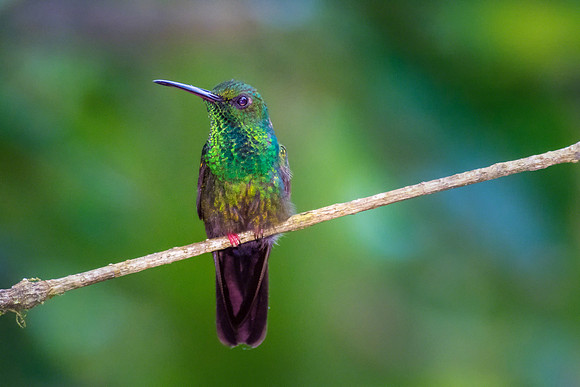 Bronze-tailed Plumeleteer