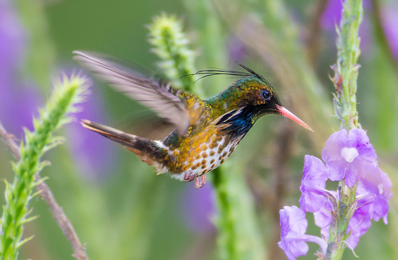 Black-crested Coquette
