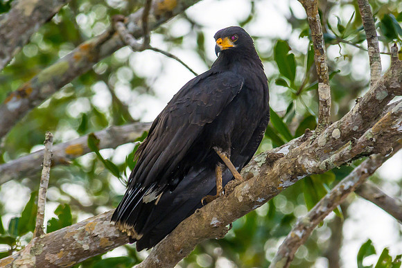 Common Black Hawk