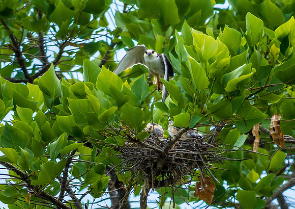 Pearl Kite