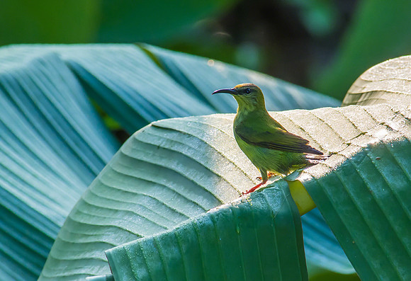 Red-legged Honeycreeper (Female)