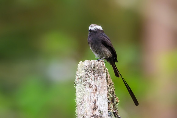 Long-tailed Tyrant