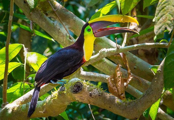 Black-mandibled Toucan