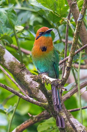 Broad-billed Motmot
