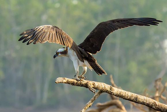 Osprey