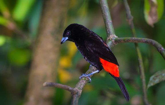Passerini's Tanager (Male)
