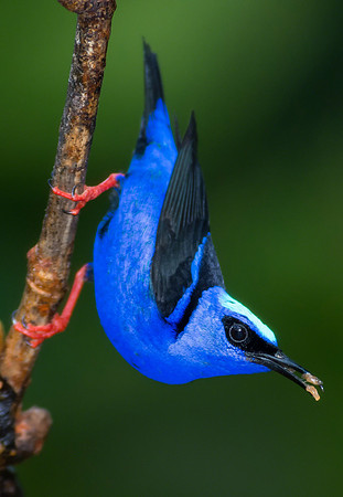 Red-legged Honeycreeper
