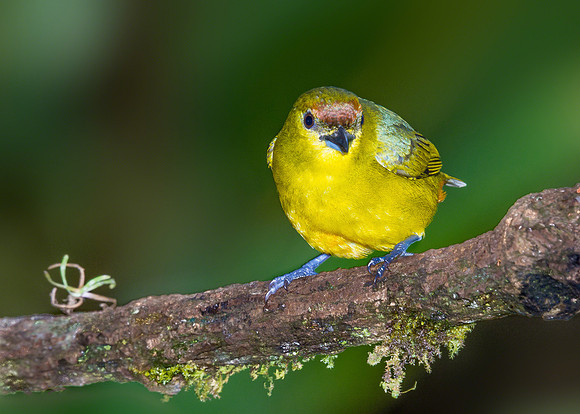 Olive-backed Euphonia (Female)