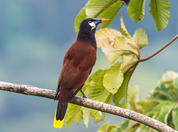 Montezuma Oropendola
