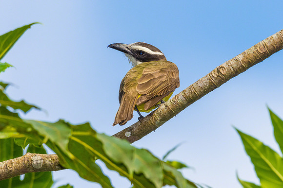 Great Kiskadee
