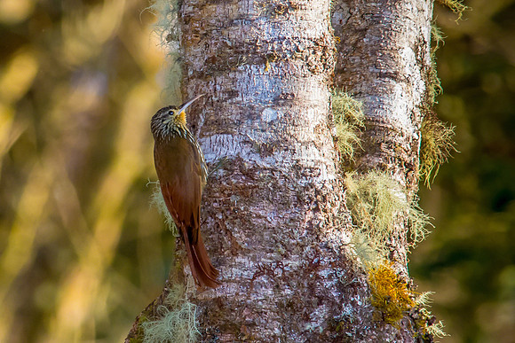 Spot-crowned Woodcreeper