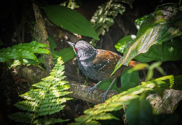 Dolmantle Antbird