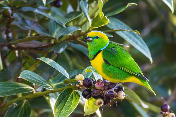 Golden-browed Chlorophonia