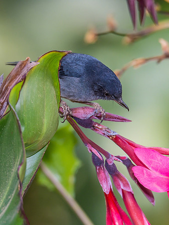 Slaty Flowerpiercer