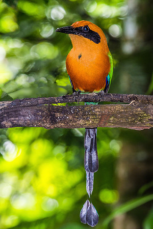 Rufous Motmot