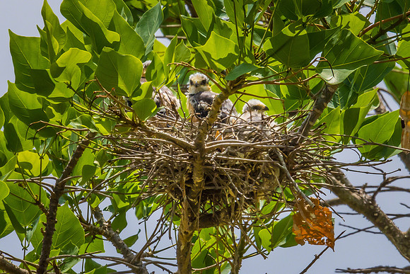 Pearl Kite