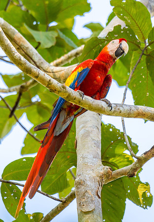 Scarlet Macaw