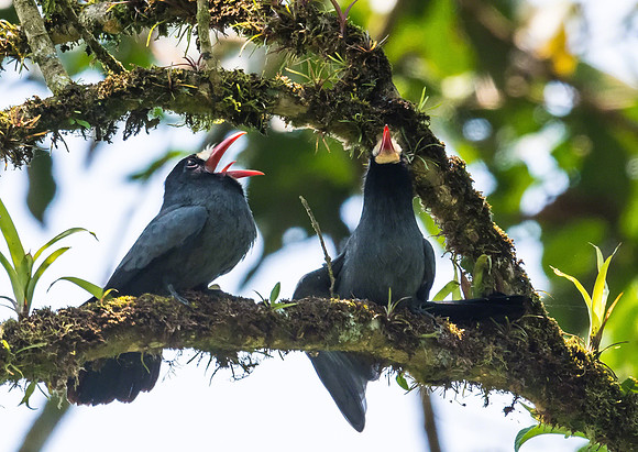 White-fronted Nunbird