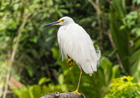 Snowy Egret