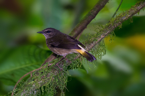 Buff-rumped Warbler