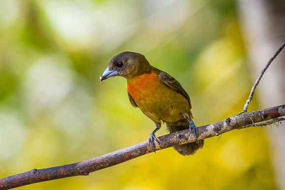 Cherrie's Tanager (Female)