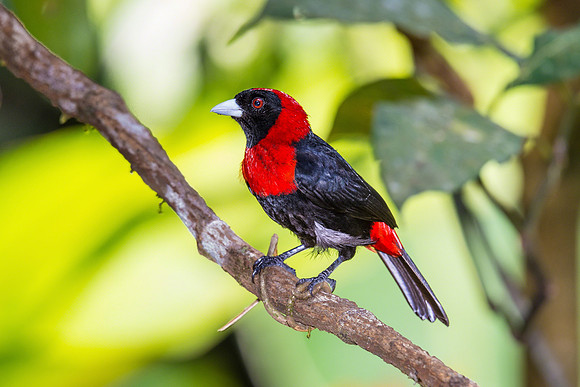 Crimson-collared Tanager