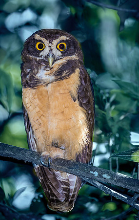 Spectacled Owl