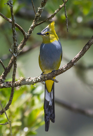 Long-tailed Silky Flycatcher (Male)