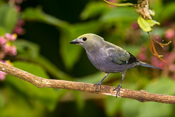 Palm Tanager
