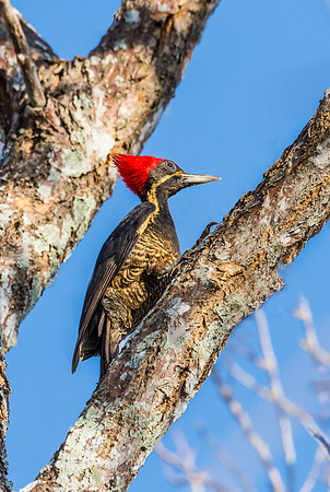 Lineated Woodpecker