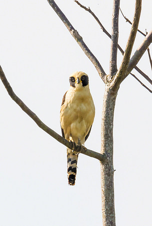 Laughing Falcon