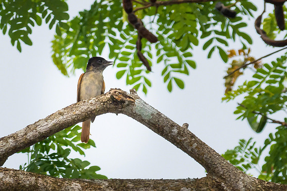 Rose-throated Becard