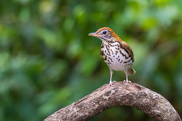 Wood Thrush