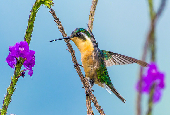 White-throated Mountain Gem (Female)
