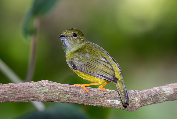 White-collared Manikin (Female)