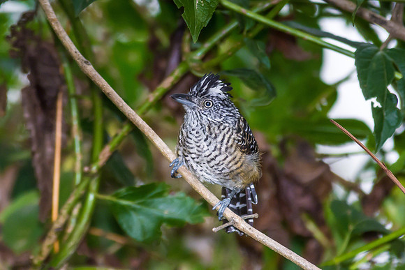 Barred Antshrike (Male)