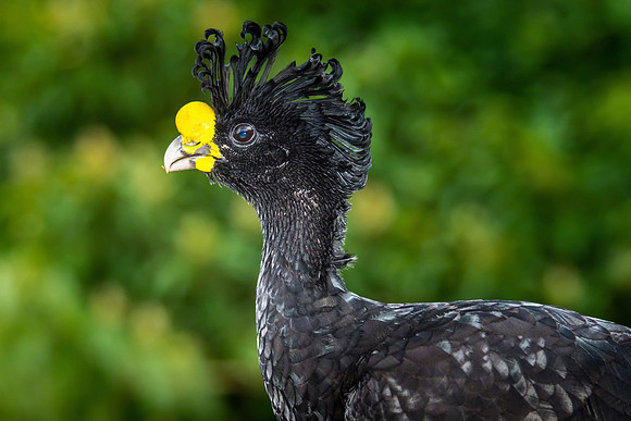 Great Curassow (Male)