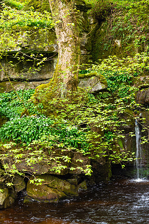 Duckingdub Tree, Yorkshire Dales