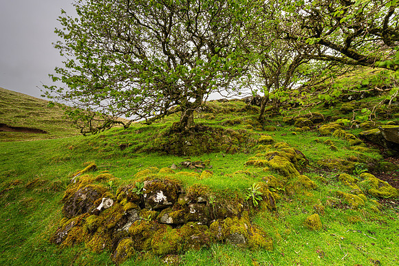 Fairy Glen Tree, Skye
