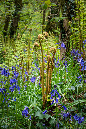Brownsham Wood