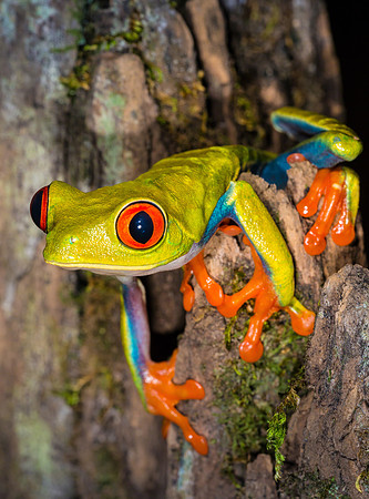 Red-Eyed Tree Frog
