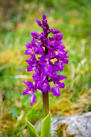 Wild Orchid, Yorkshire Dales