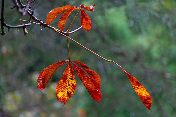 Autumn in Wye Valley