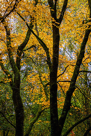 Autumn in Wye Valley