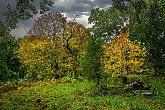Forest of Dean