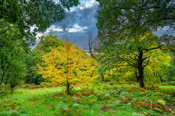 Forest of Dean