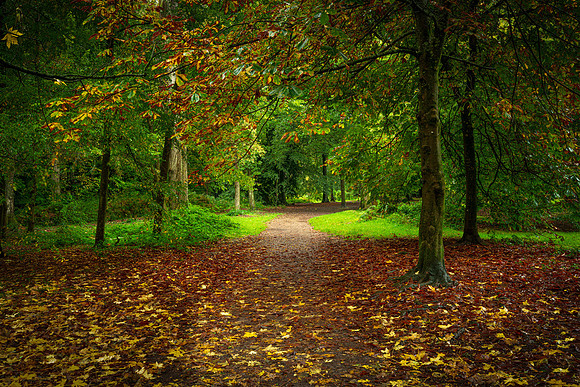 Forest of Dean