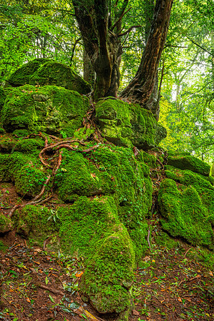 Puzzlewood, Forest of Dean