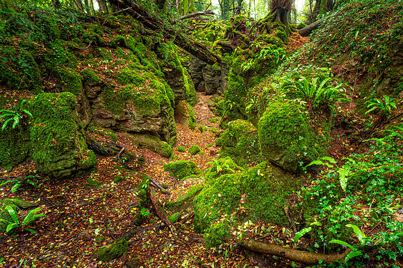 Puzzlewood, Forest of Dean